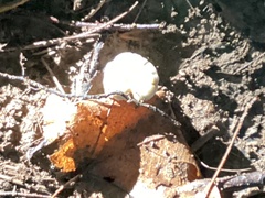 Asterophora lycoperdoides