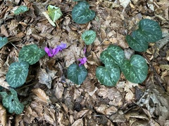 Cyclamen purpurascens