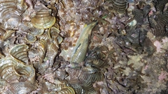 Ellochelon vaigiensis