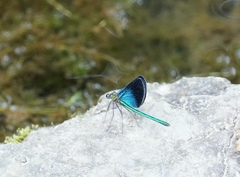 Matrona basilaris