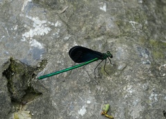 Matrona basilaris