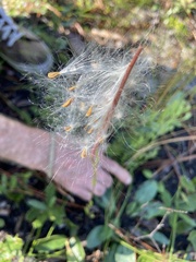 Asclepias pedicellata
