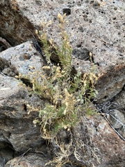 Spergularia macrotheca
