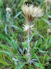 Cirsium flodmanii