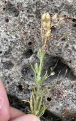 Spergularia macrotheca