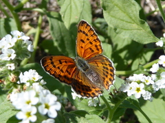 Lycaena thersamon