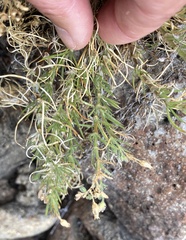 Spergularia macrotheca