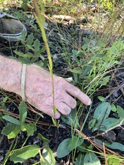 Asclepias pedicellata