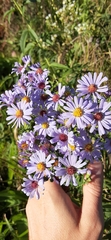 Symphyotrichum laeve