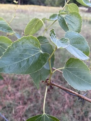 Ampelopsis