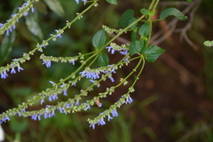 Salvia polystachia