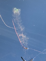 Myriophyllum sibiricum