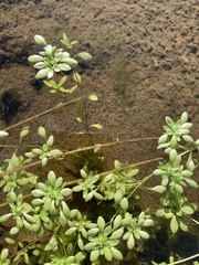 Callitriche palustris