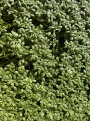 Callitriche palustris