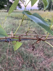 Ampelopsis