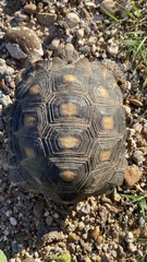 Gopherus berlandieri