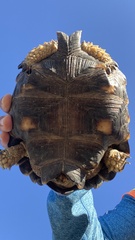 Gopherus berlandieri