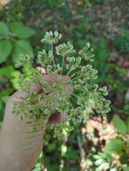 Angelica venenosa