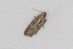 Hypatima