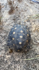 Gopherus berlandieri