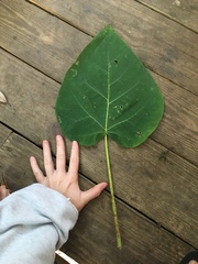 Catalpa bignonioides