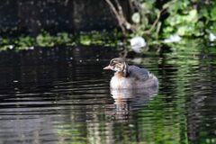 Tachybaptus ruficollis