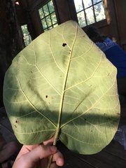 Catalpa bignonioides