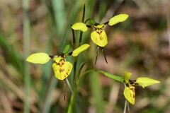 Diuris pardina × chryseopsis