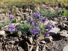 Linaria alpina