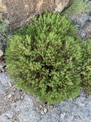 Ericameria laricifolia