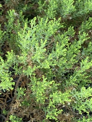 Ericameria laricifolia