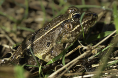 Lithobates kauffeldi