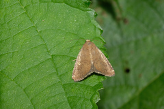 Amyna axis