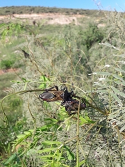 Pachylis neocalifornicus