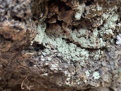 Leprocaulaceae