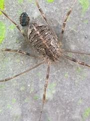 Opilio saxatilis