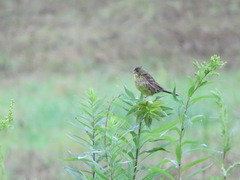 Emberiza personata