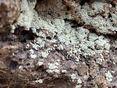 Leprocaulaceae