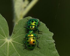 Chrysocoris