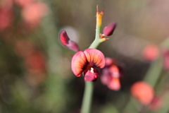 Daviesia brevifolia