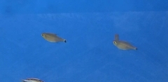 Characiformes