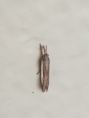 Crambus satrapellus