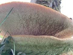 Cerioporus squamosus