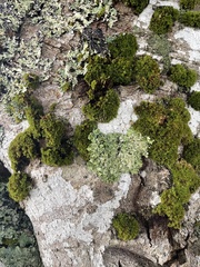Lecanoromycetidae