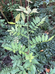 Wisteria sinensis
