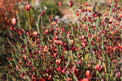 Daviesia brevifolia