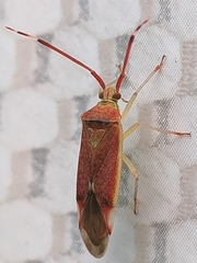 Pantilius tunicatus
