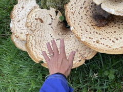 Cerioporus squamosus