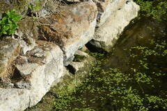 Pelophylax ridibundus