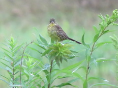 Emberiza personata